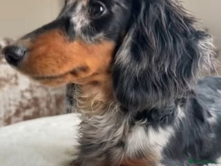 Miniature Dachshund dogs - Advert 1