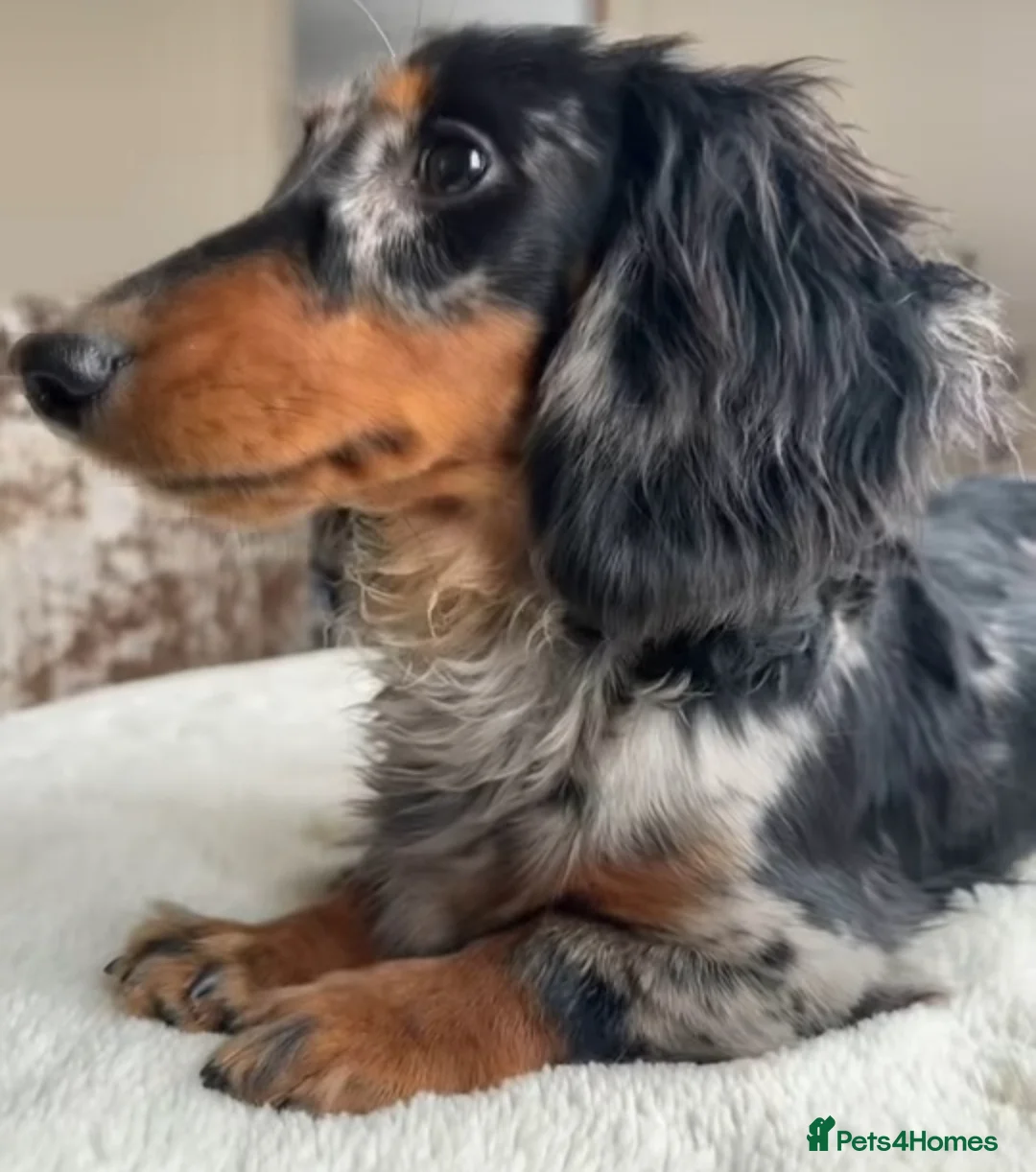 Miniature Dachshund dogs for stud: ✨BEETLEJUICE✨ MINI LONG HAIRED ✨KC - Advert 1