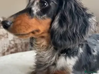 Miniature Dachshund dogs ✨BEETLEJUICE✨ MINI LONG HAIRED ✨KC - Advert 13