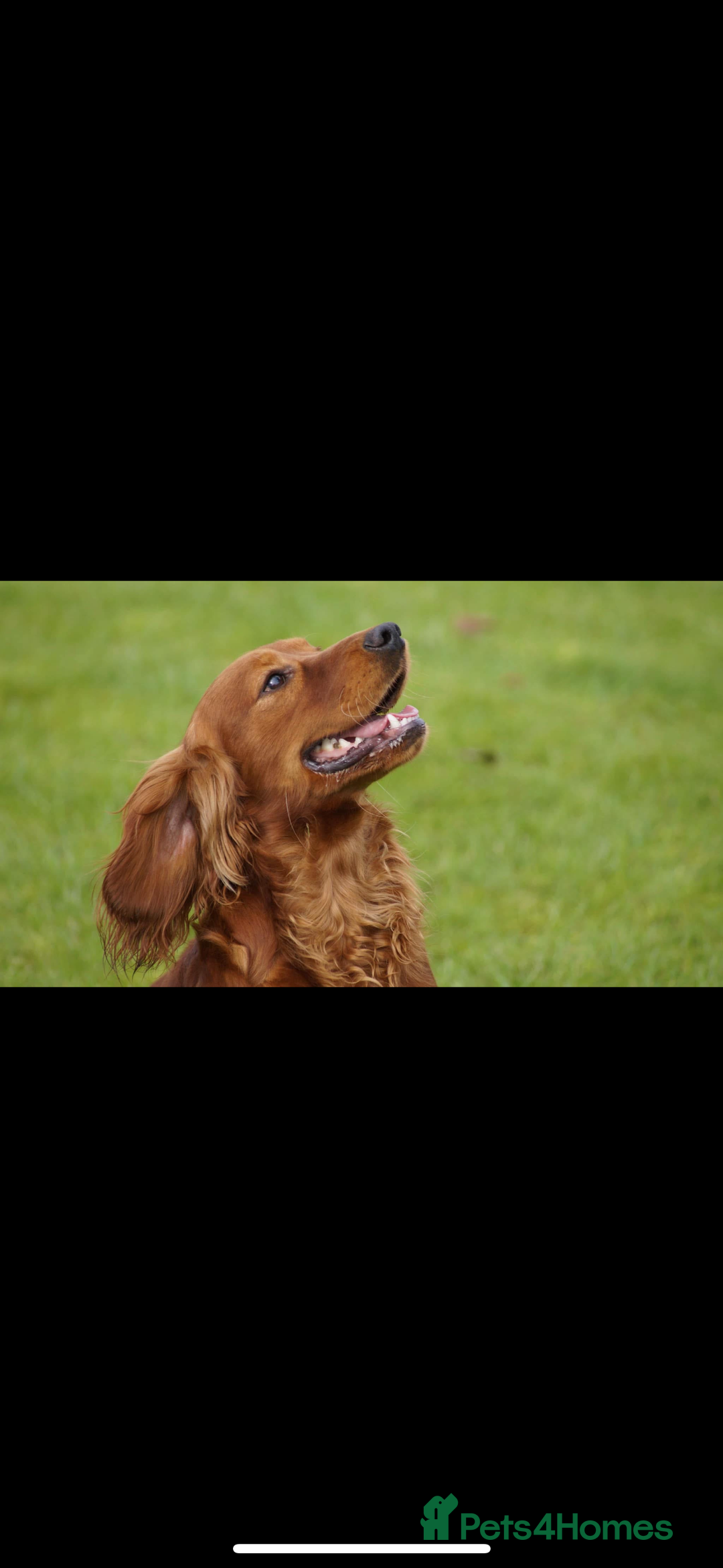 Cocker Spaniel dogs for sale: Golden Cocker spaniel puppies working bred  - Advert 9