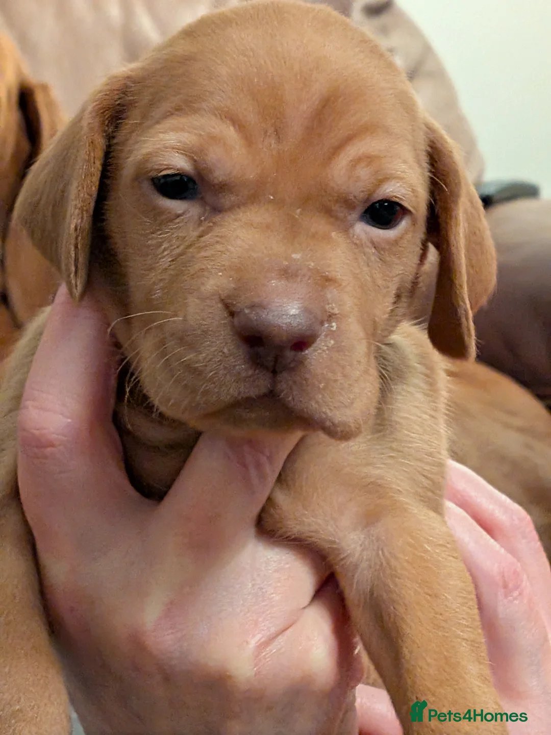 Hungarian Vizsla dogs for sale: Hungarian Vizla puppies  - Advert 5