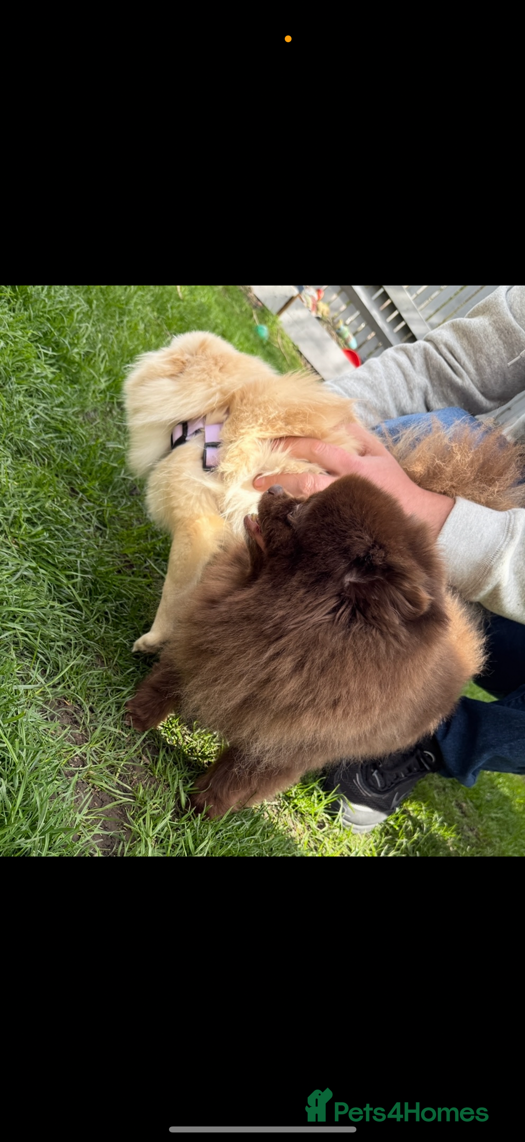 Pomeranian dogs for sale: Beautifully  **  fluffy Pomeranian puppies - Advert 6