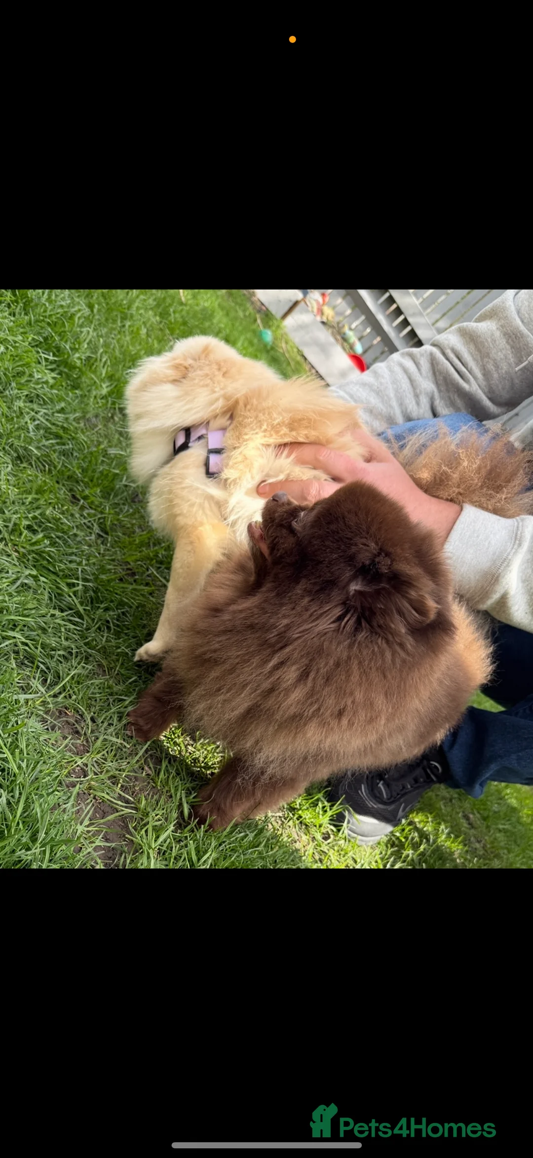 Pomeranian dogs for sale: Beautifully  **  fluffy Pomeranian puppies - Advert 2