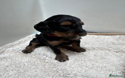 Cockapoo dogs for sale: Adorable cockapoo puppies for sale  - Image 19