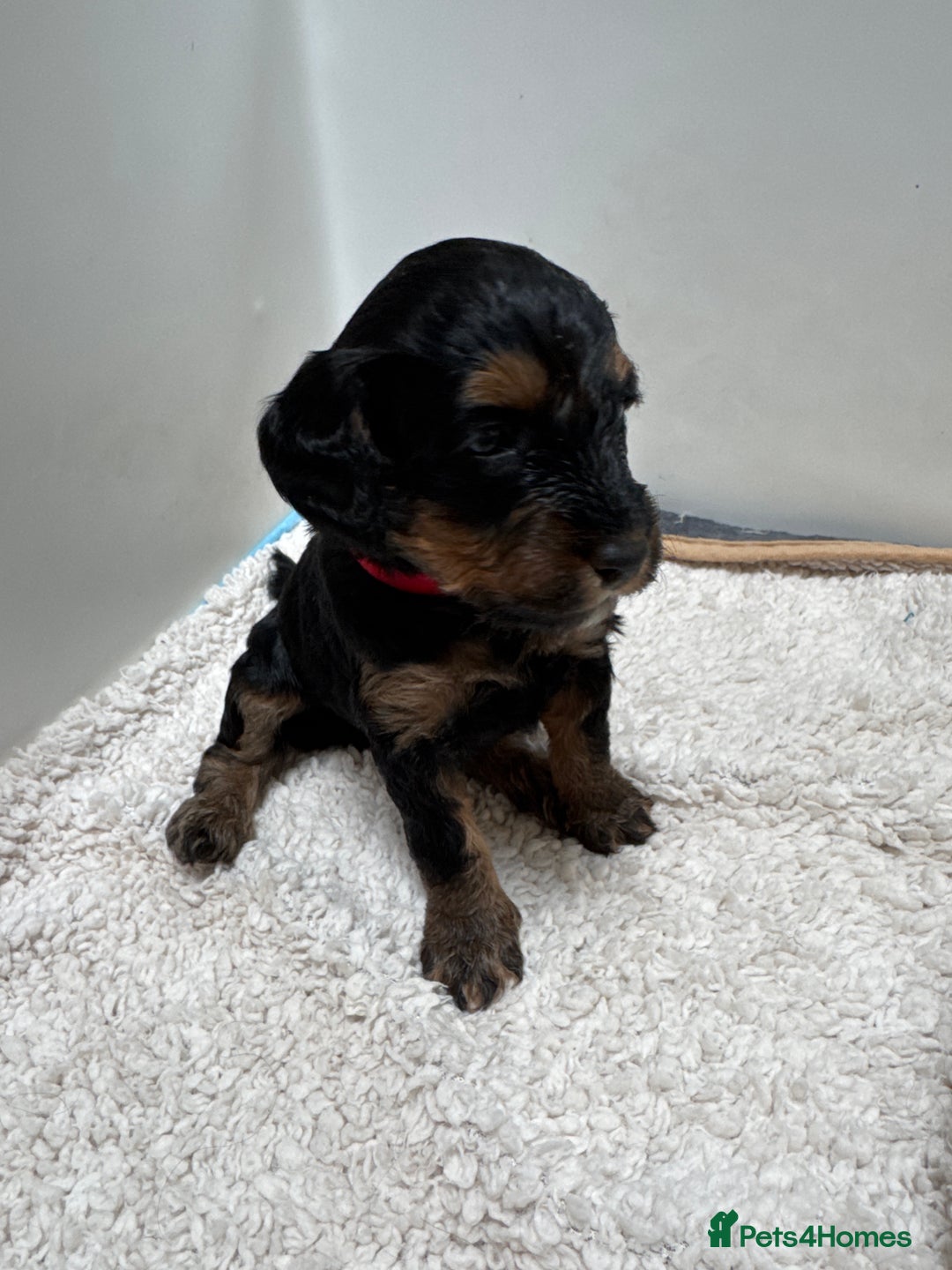 Cockapoo dogs for sale: Adorable cockapoo puppies for sale  - Image 19