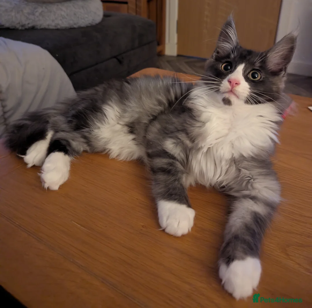 Maine Coon cats for sale: Pedigree Maine Coone Kittens - Advert 2