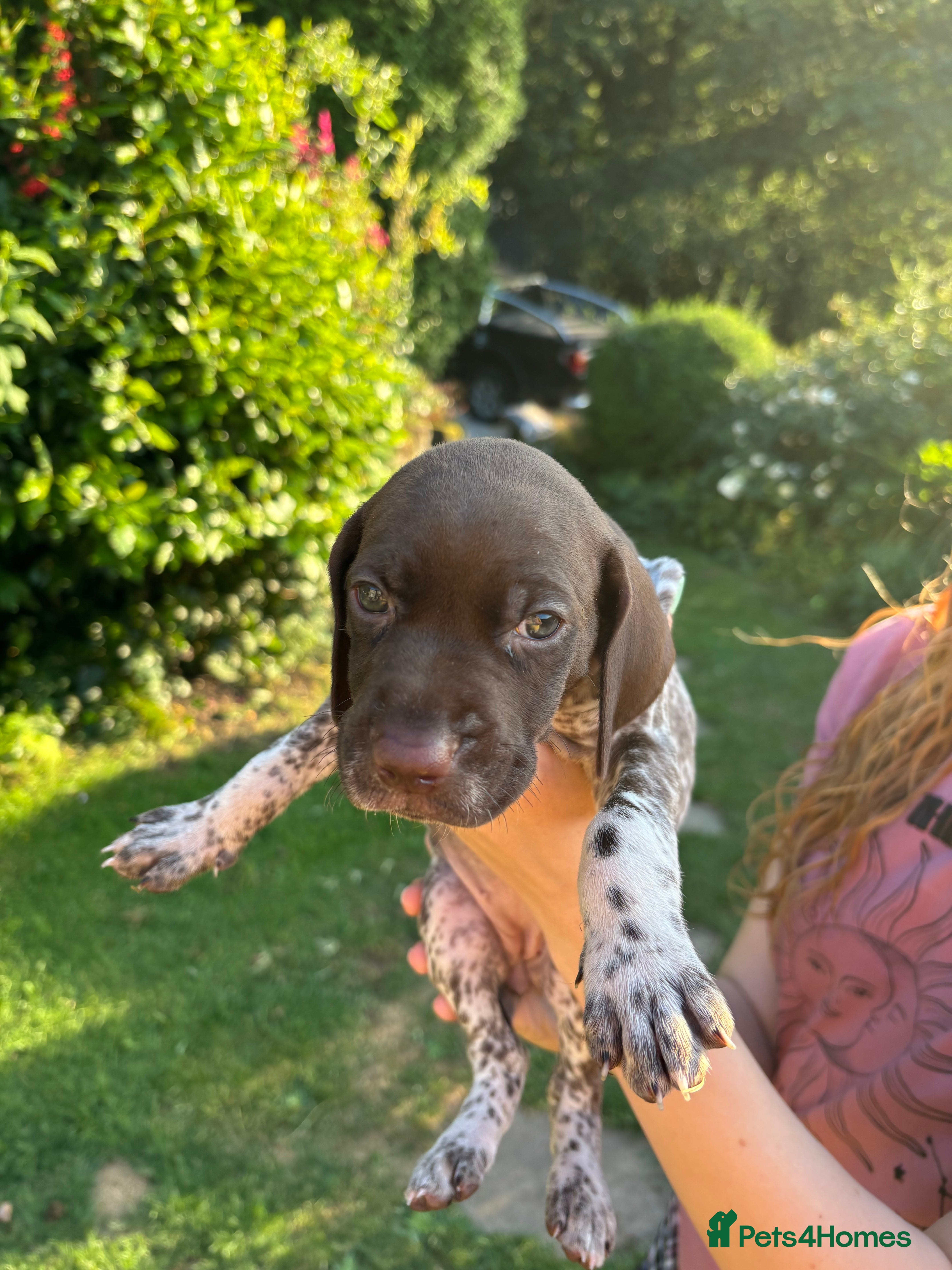 German Shorthaired Pointer dogs Adorable German Shorthaired Pointer Puppies  - Advert 2