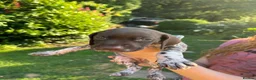 German Shorthaired Pointer dogs for sale: Dorothea and Marjorie - Advert 12