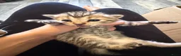Mixed Breed cats for sale: 1 grey female 4 tabby female kittens - Advert 17
