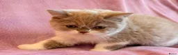British Shorthair cats for sale: Betzy Bambi Bunny in Salford - Advert 18