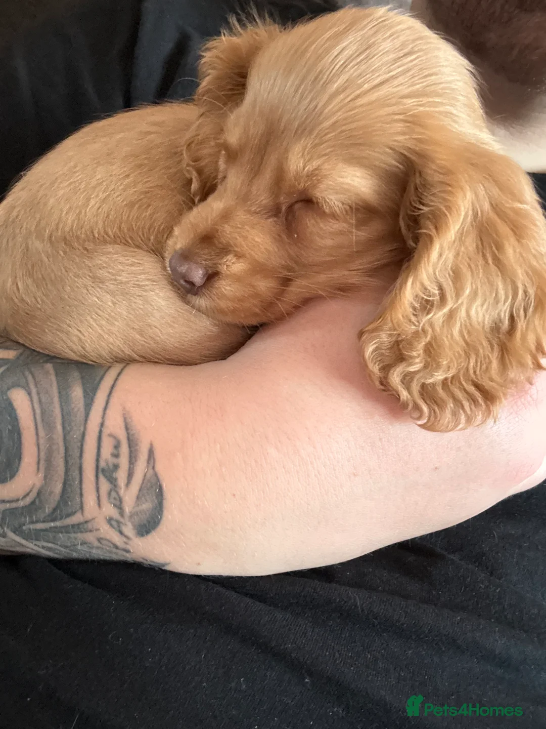 Gallery Image {{count}}