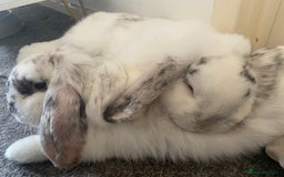 Dwarf Lop rabbits for sale: 2 male bunnies £50 each  - Image 3