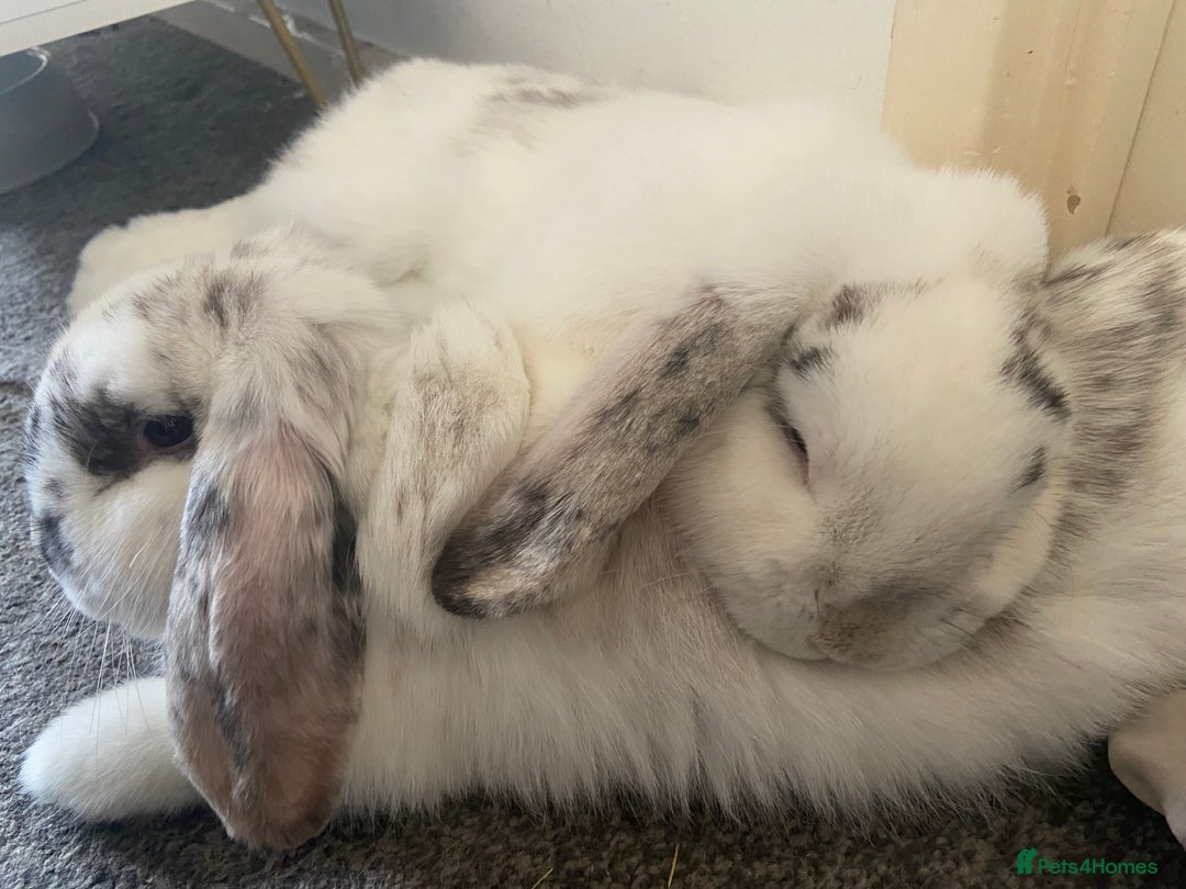 Dwarf Lop rabbits for sale: 2 male bunnies £50 each  - Image 3