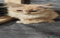 Maine Coon cats for sale: Pure Pedigree Maine Coon kittens  - Image 1