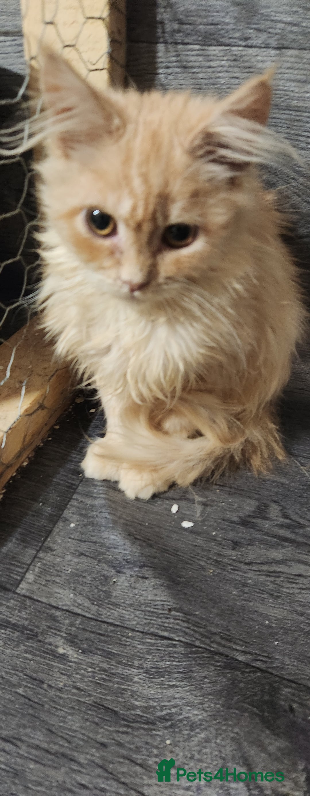 Maine Coon cats for sale: Pure Pedigree Maine Coon kittens  - Image 1
