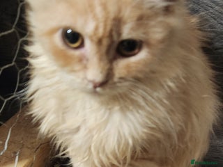 Maine Coon cats - Advert 7