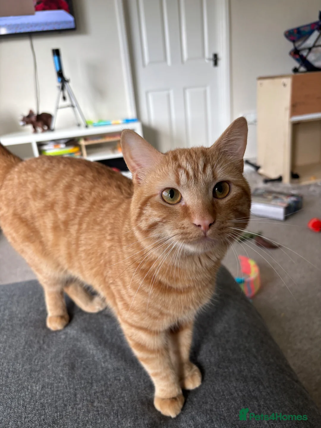 British Shorthair cats for sale: Simba  in St Albans - Advert 1