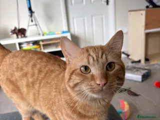 British Shorthair cats Simba - Advert 4