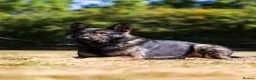 German Shepherd dogs for sale: TRAINED MALE - Advert 3