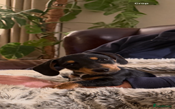 Mixed Breed dogs for sale: Gorgeous Mini Dachshund x Jack Russel puppy - Image 2