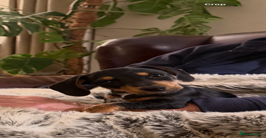 Mixed Breed dogs - Advert 6