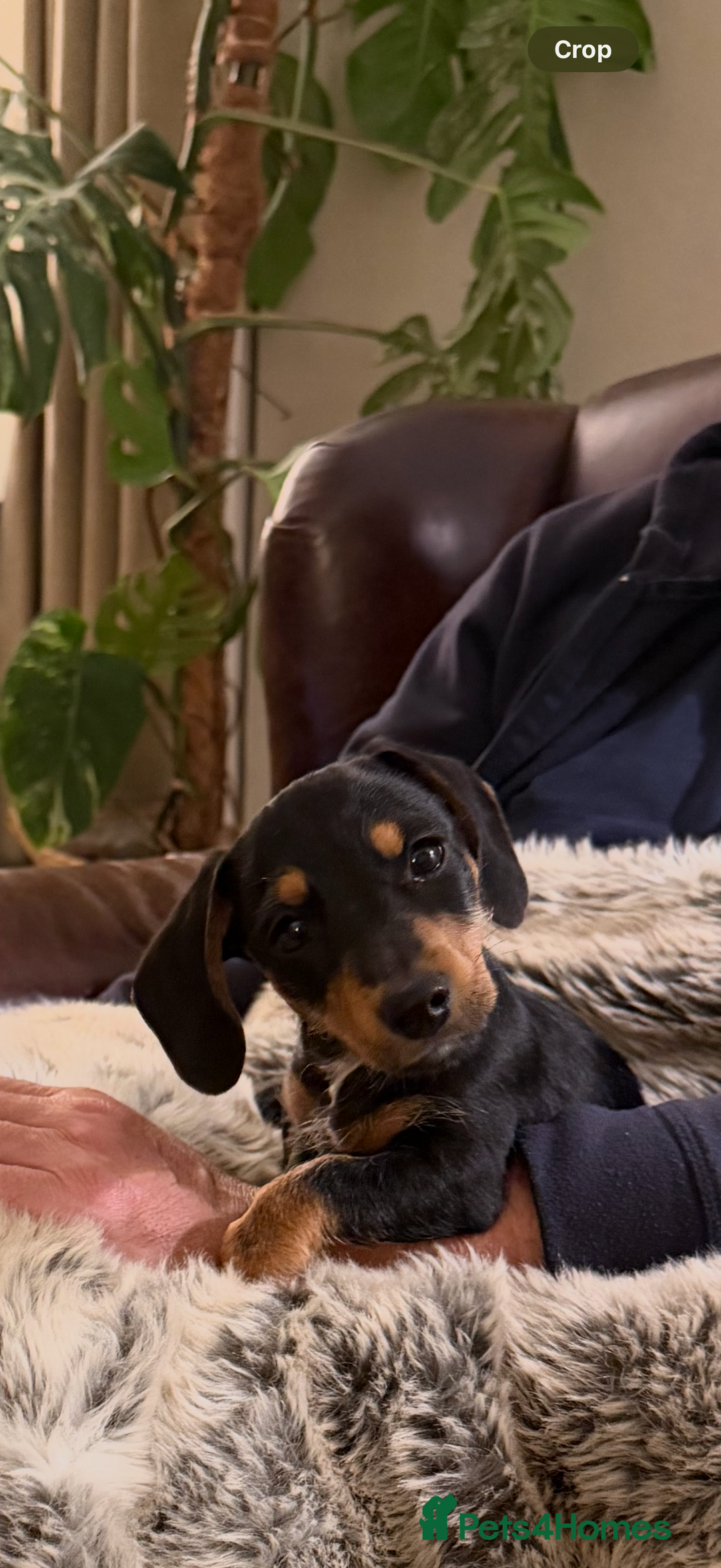 Mixed Breed dogs for sale: Gorgeous Mini Dachshund x Jack Russel puppy - Image 2