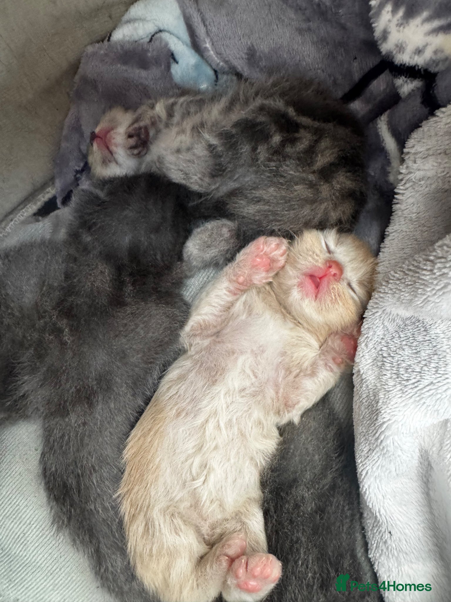 Mixed Breed cats Kittens - Advert 3