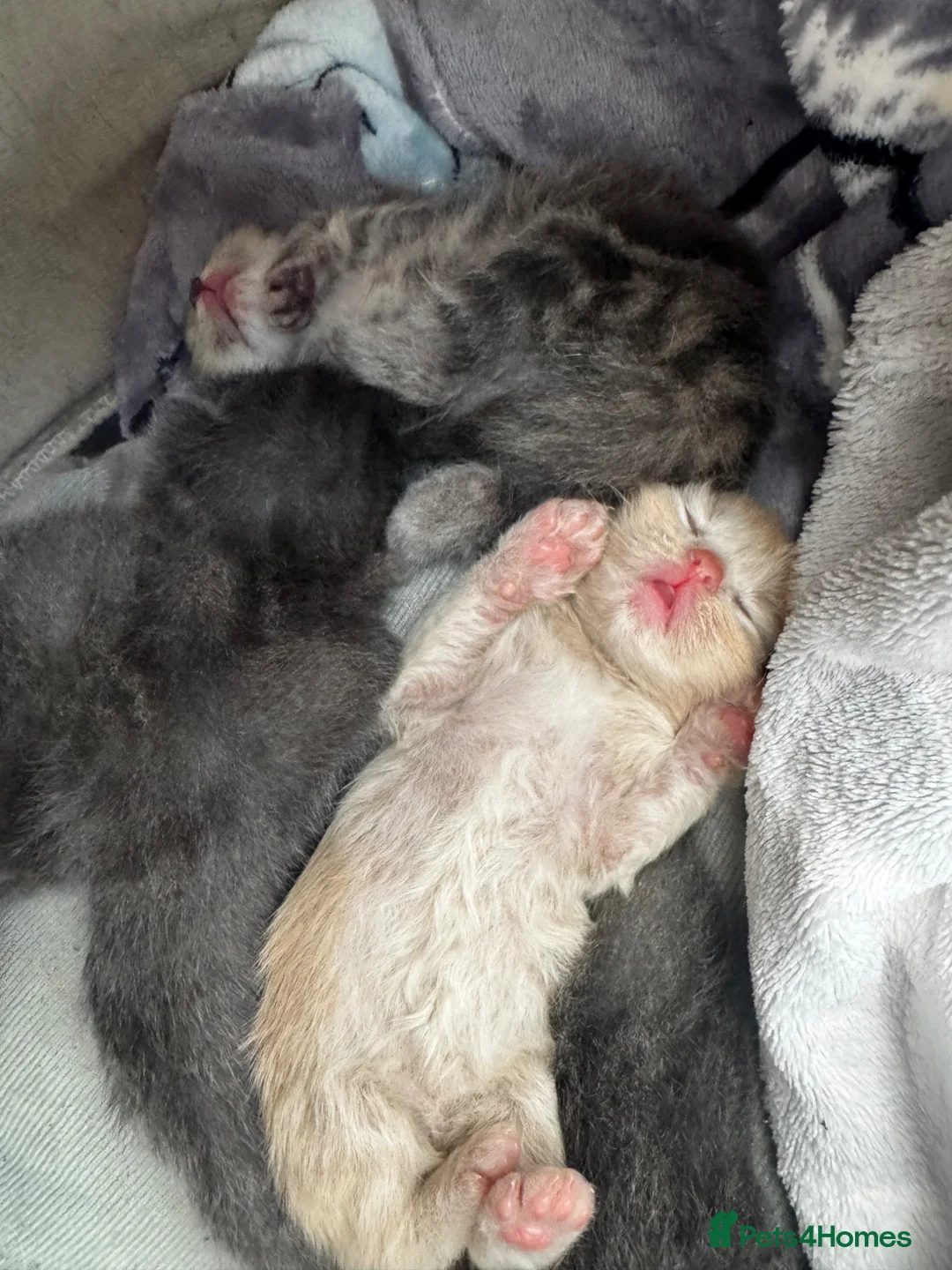 Mixed Breed cats for sale: Kittens - Advert 1