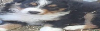 Border Collie 1