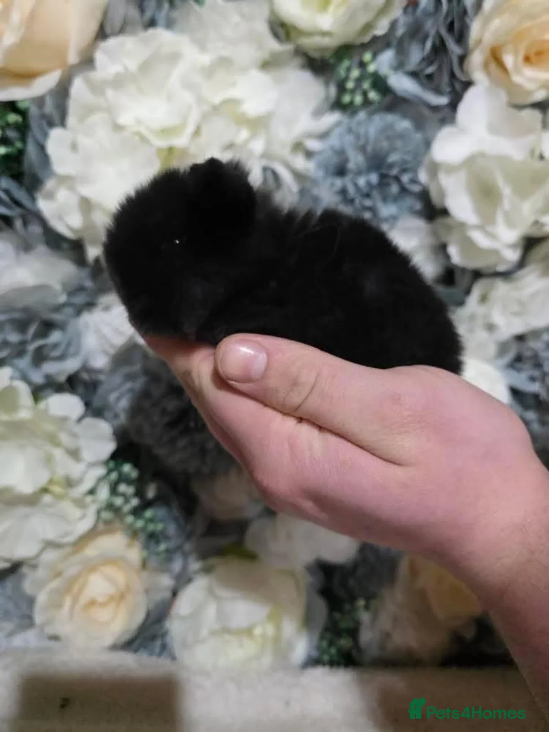 Mini Lop rabbits for sale: Mini Lop Babies Blue & Black Self Family Raised - Advert 2