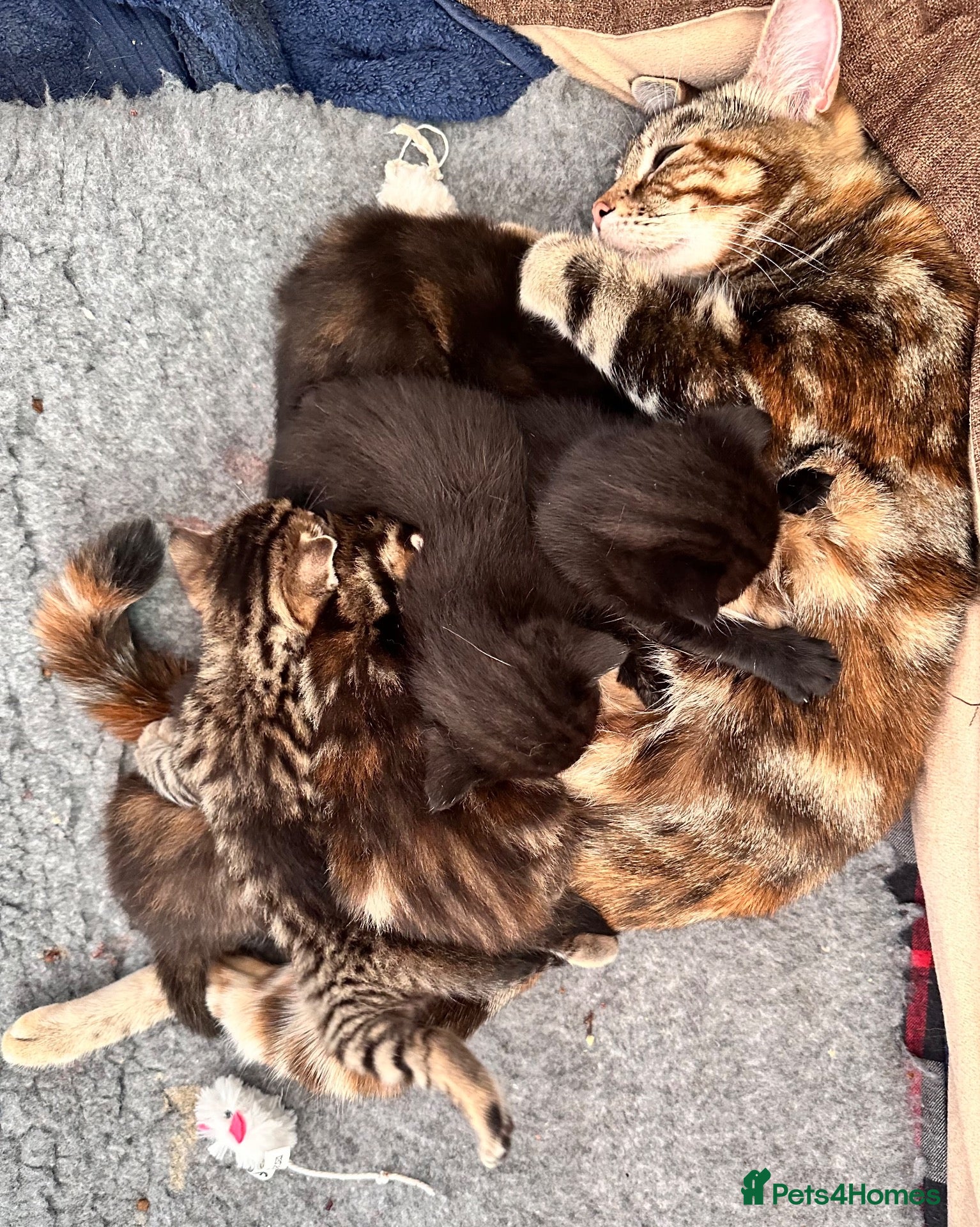 Mixed Breed cats Adorable tortie kitty looking for a new owner - Advert 2
