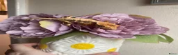 Gecko reptiles for sale: Crested Gecko Babies - Advert 3