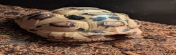 Tortoise reptiles for sale: Leopard tortoise  in Middlesbrough - Advert 3