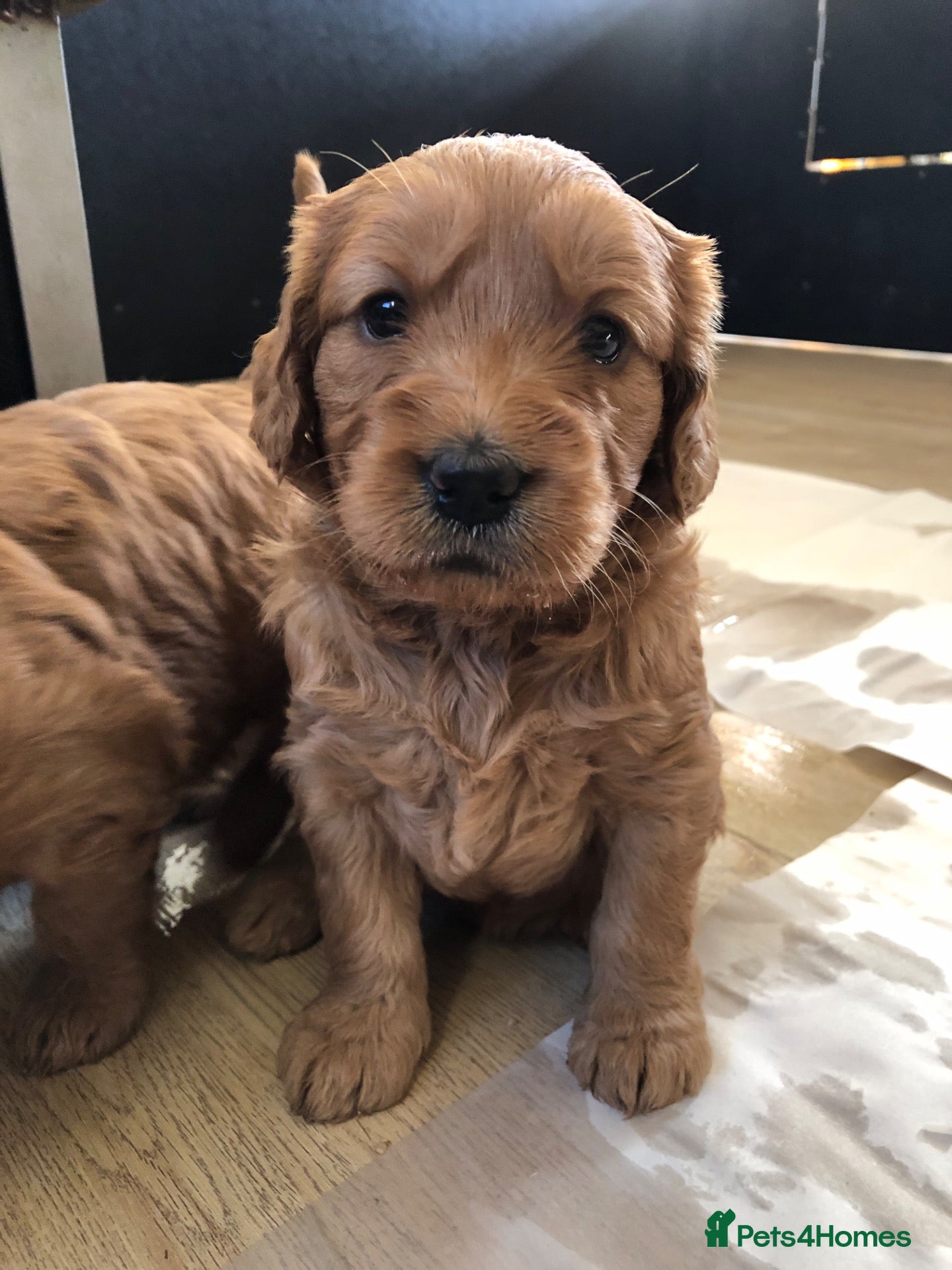 Mini Goldendoodle dogs Fox Red F1 Miniature Goldendoodle 100% DNA Clear - Advert 2