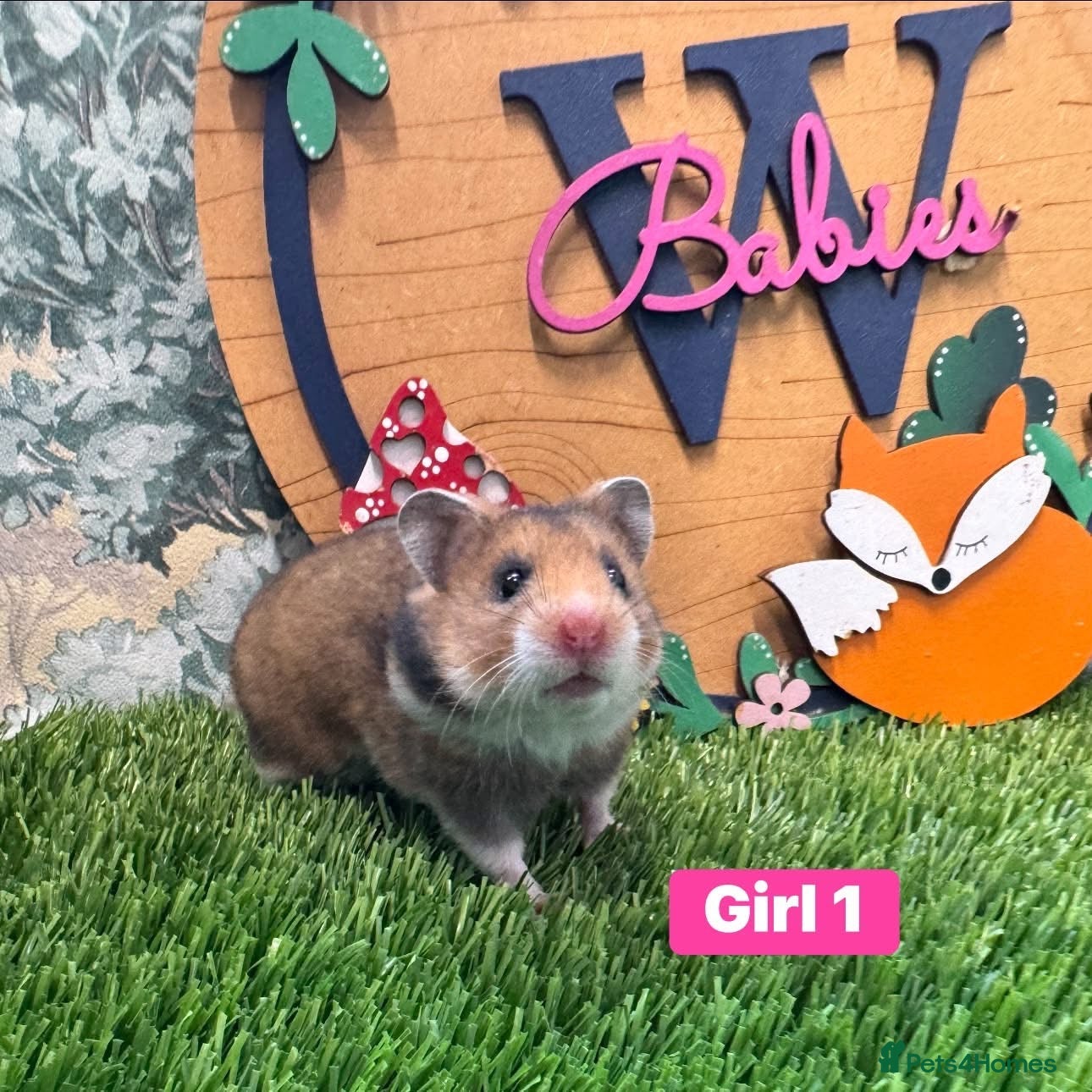 Hamster rodents Baby Syrian Hamsters Males Females Pedigree - Advert 2