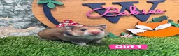 Hamster rodents for sale: Baby Syrian Hamsters Males Females Pedigree - Advert 2
