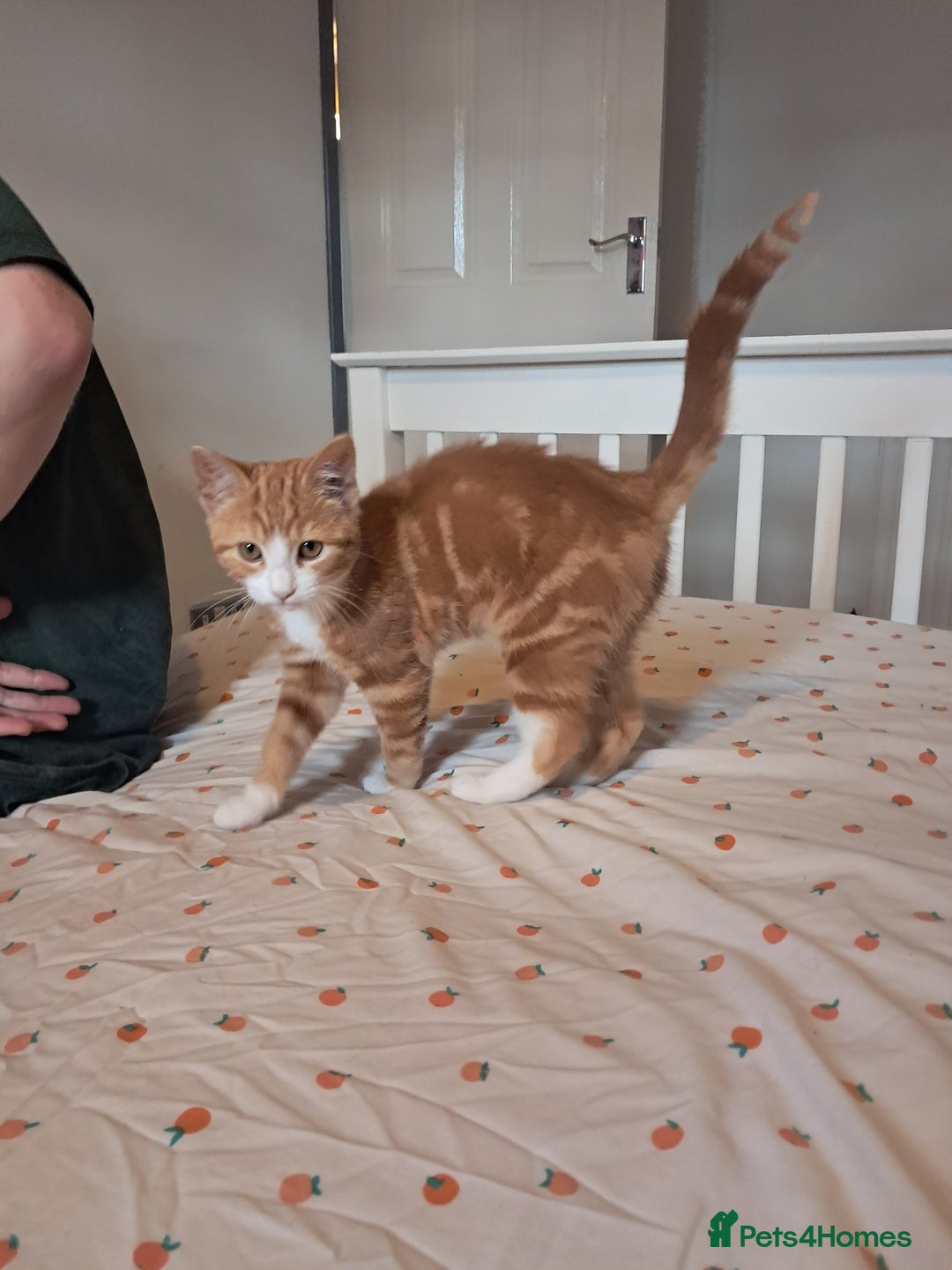 Mixed Breed cats for sale: 5 month old kitten for sale  - Advert 3