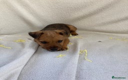 Lakeland Terrier dogs for sale: Lakeland terrier  - Image 15