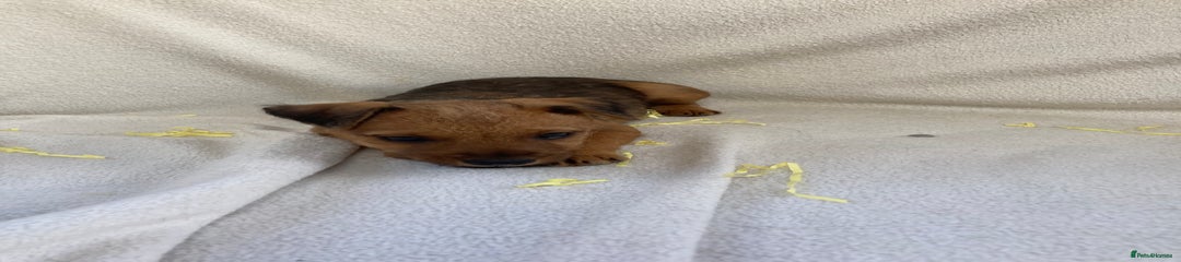 Lakeland Terrier Puppy 4