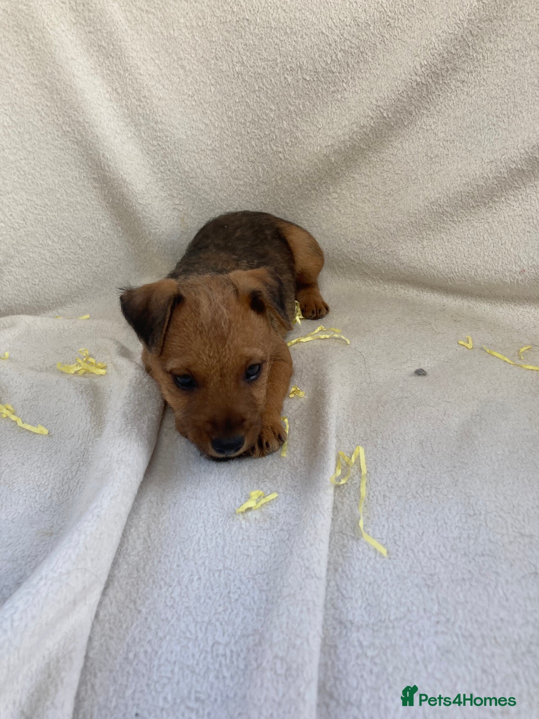 Lakeland Terrier dogs for sale: Lakeland terrier  - Image 15