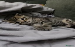 Mixed Breed cats for sale: Tabby Kitten - Image 1