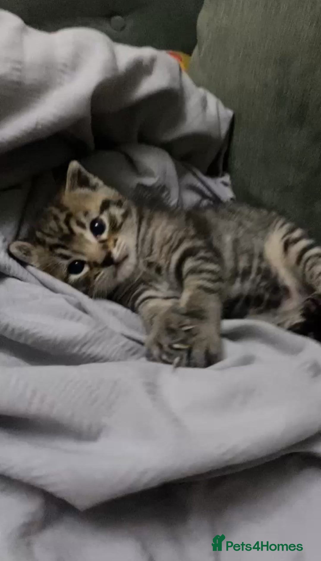 Mixed Breed cats for sale: Tabby Kitten - Image 1