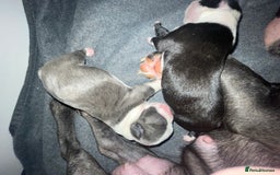 Boston Terrier dogs for sale: Bostons of Scotland  - Image 3