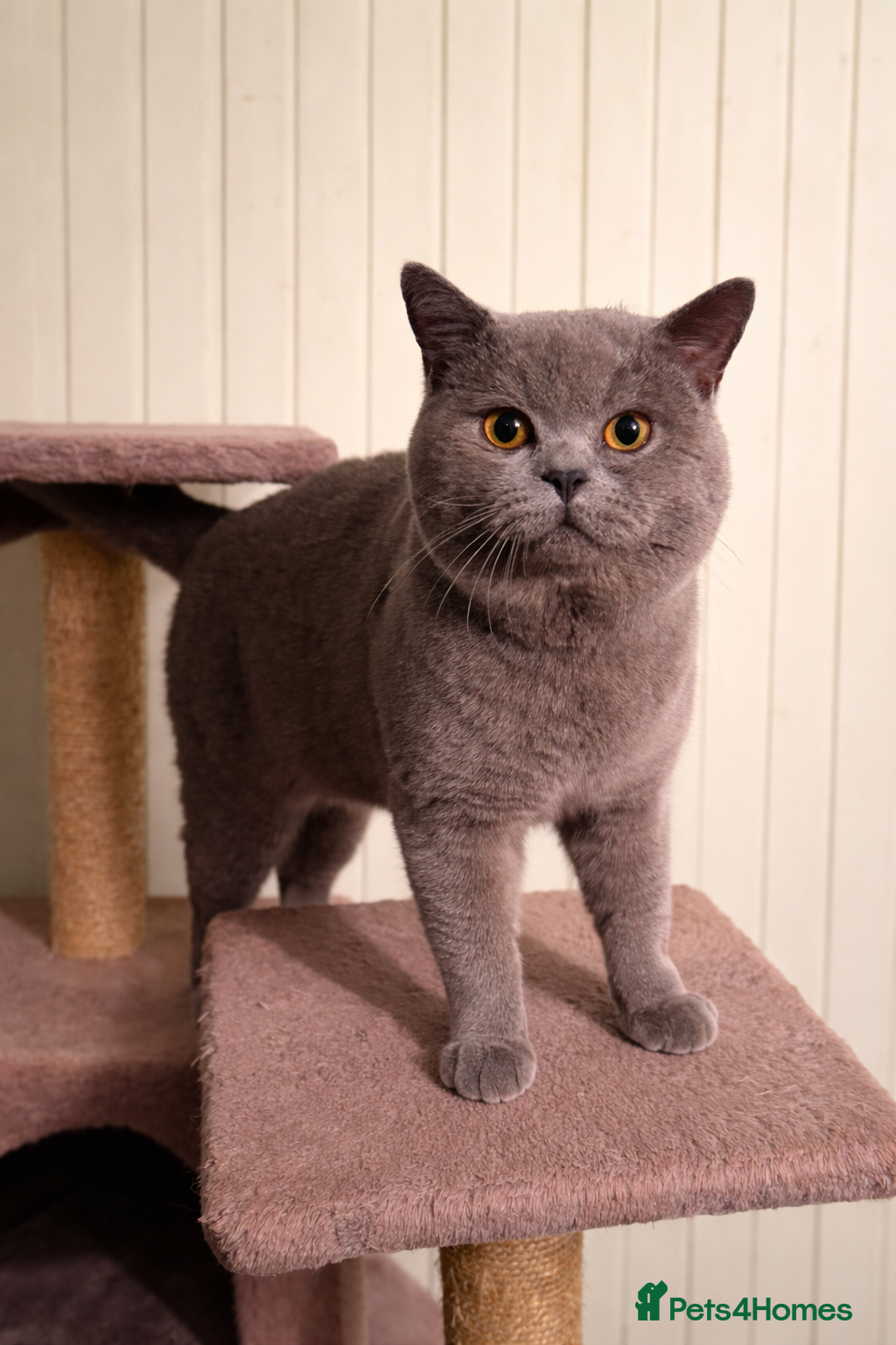 British Shorthair cats British Shorthair Stud Stunning Grey Male  - Advert 13