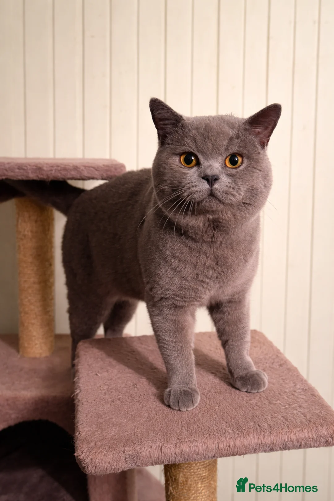 British Shorthair cats for stud: British Shorthair Stud Stunning Grey Male  - Advert 1