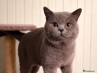 British Shorthair cats British Shorthair Stud Stunning Grey Male - Advert 13