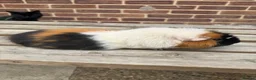 Guinea Pig rodents for sale: Guniea pigs  - Advert 3