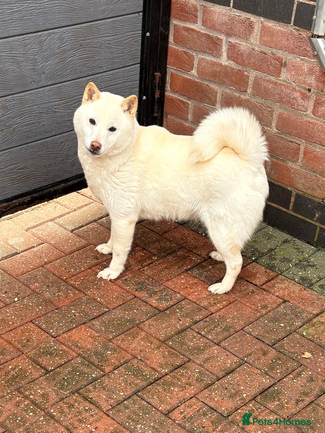 Japanese Shiba Inu dogs for sale: Japanese Shiba Inu - Advert 3