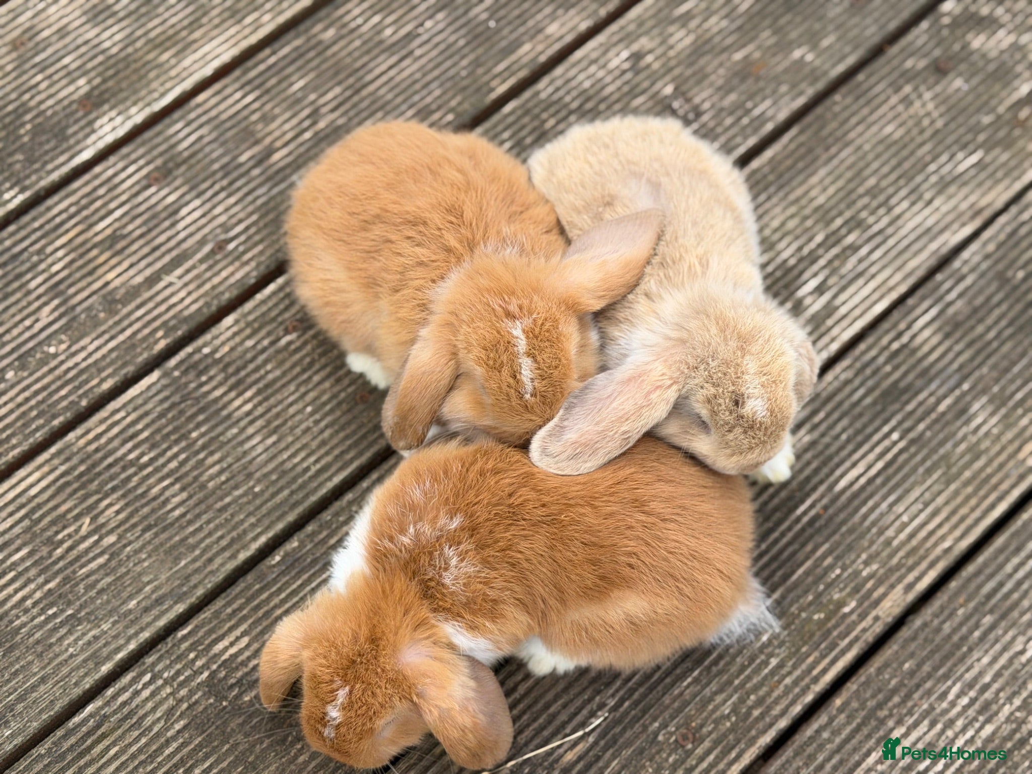 Mini Lop rabbits Three cute mini lops. - Advert 2