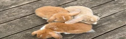 Mini Lop rabbits for sale: Three cute mini lops. - Advert 1